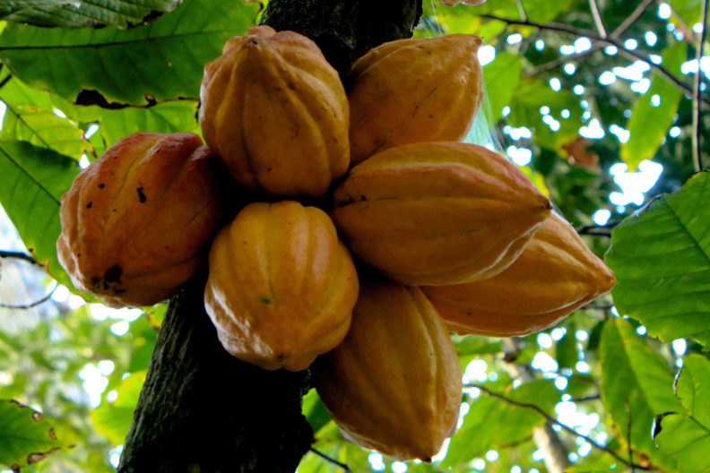 Large cluster of cacao pods in tree.