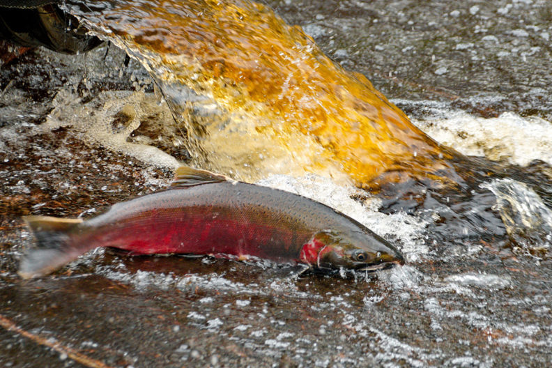 A coho salmon swims near stormwater runoff in a stream.
