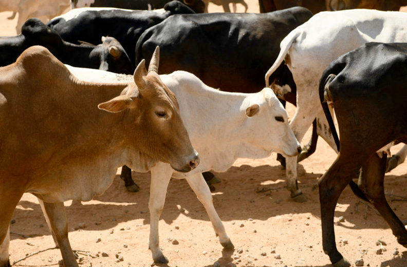 Herd of cattle moving down a path.