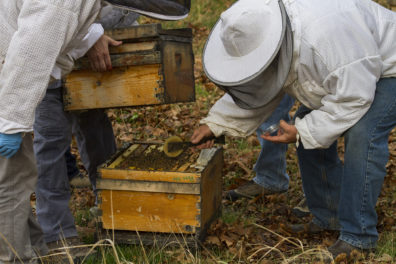 two researchers in bee suits apply mushroom mycellium to be hive