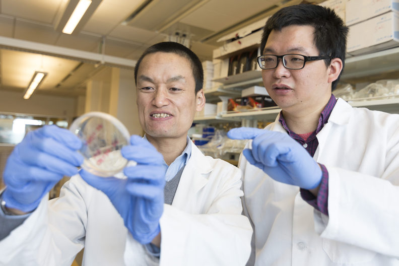 Cheng and Xia examine bacterial cultures on petri dish.