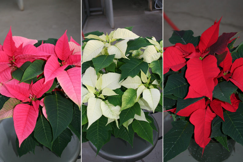 Closeups of pink, white and red poinsettias.