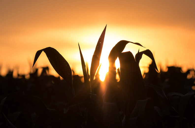Silhouette of cornfield as sun sets in distance.