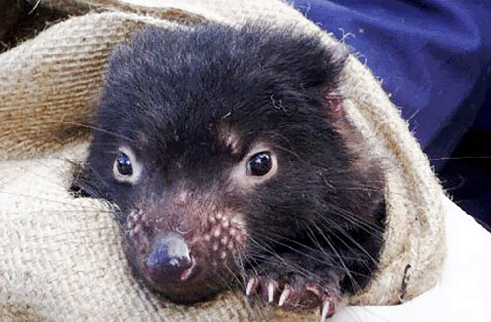 Genetic mutation drives tumor regression in Tasmanian devils | WSU