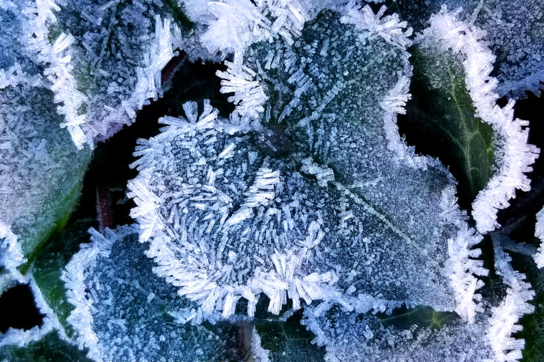 leaves covered in hoary crystal frost