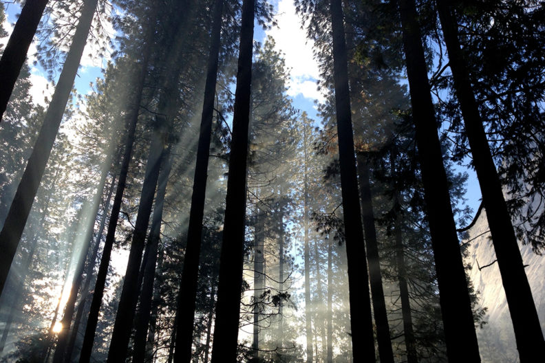 Light shining through pine trees in forest.