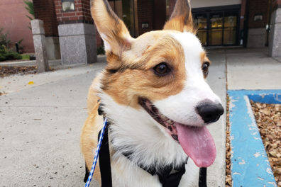 Closeup of Murray the corgi outside WSU Vet Med Hospital.