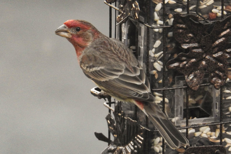 A finch sitting on a bird feeder.