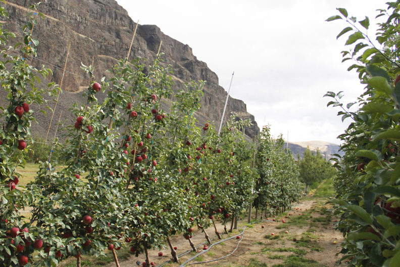 A row of young apple trees.