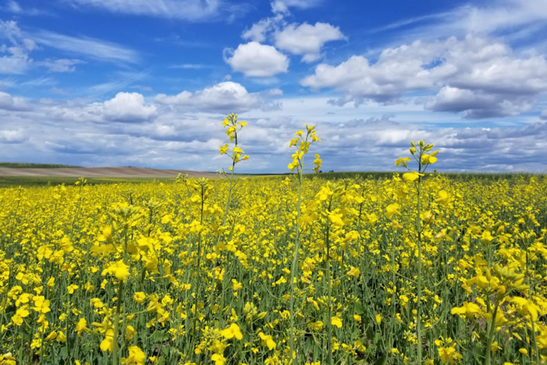 Field of canola with yellow blossoms.