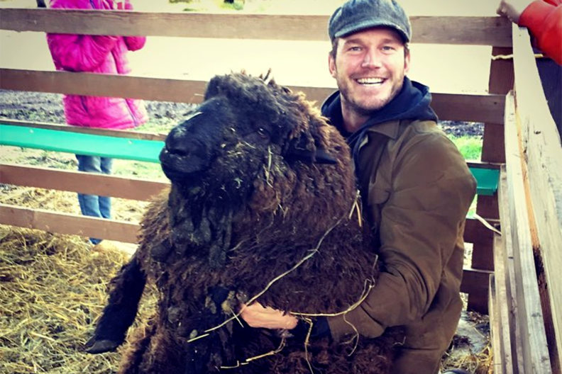 Chris Pratt and a sheep inside a livestock pen.