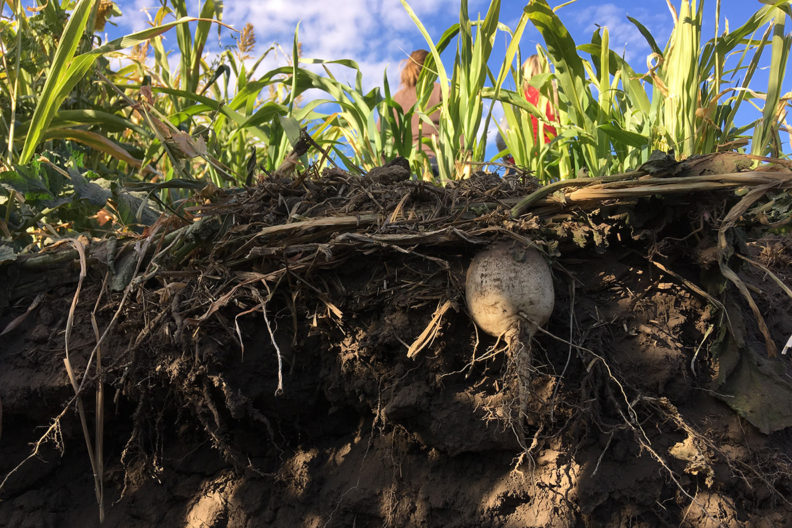 Crosscut view of soil with beets growing.