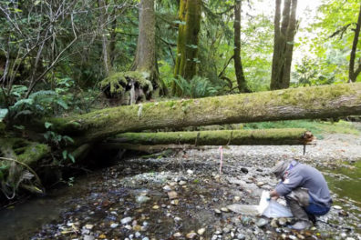 Stream with fallen trees extending across it in forested area.