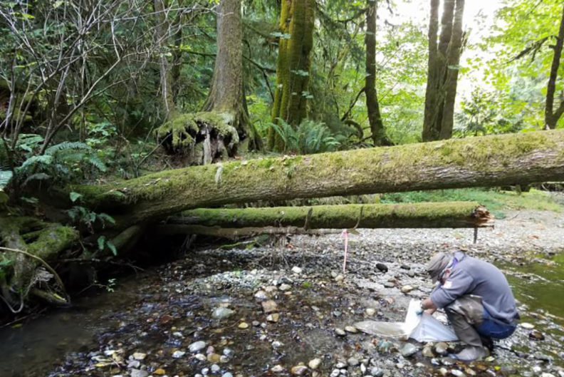 Stream with fallen trees extending across it in forested area.