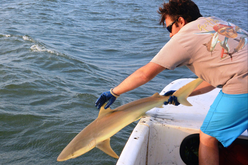 Bangley releasing a shark back into the ocean.