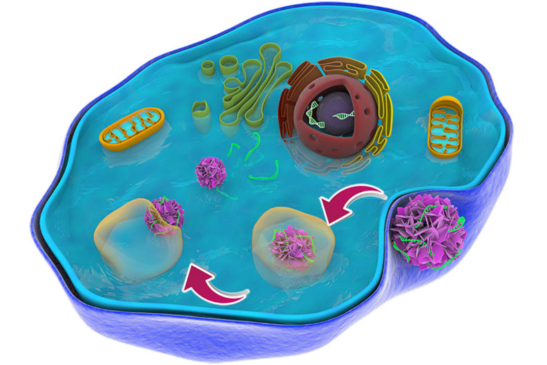 Illustrated cross section of cell with various nanoparticles in it.