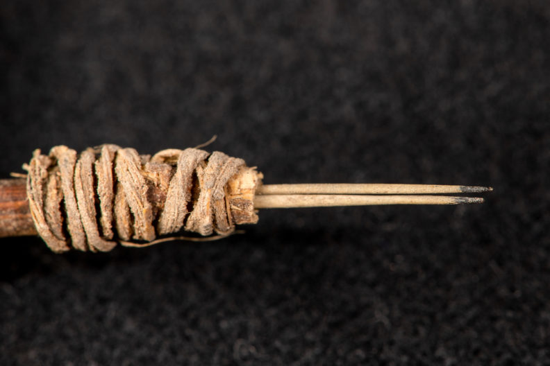 Closeup of 2,000-year-old cactus spine tattoo tool.