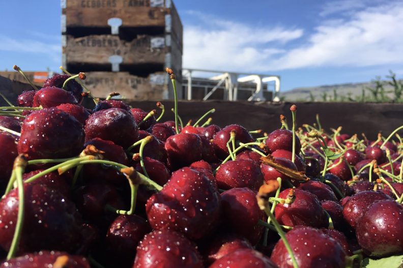 Closeup of a truckload of picked dark cherries.