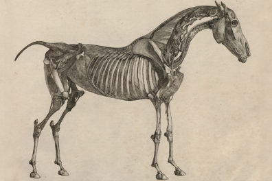 Historic drawing of horse anatomy.