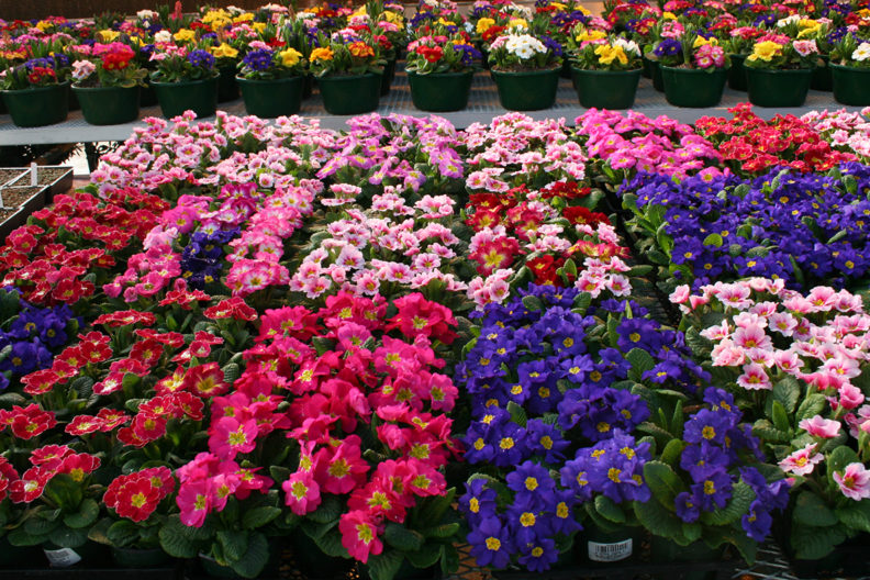 Rows of flowers inside a greenhouse.