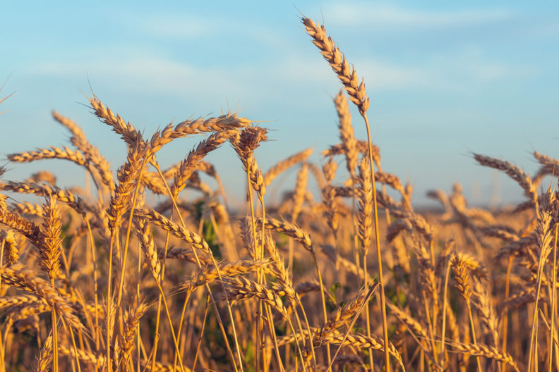 Closeup of a wheat field.