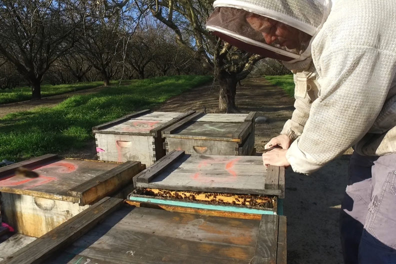 Hopkins in beekeeper suit checking one of several hives.
