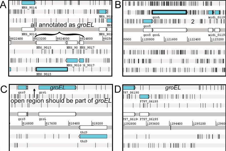The figure shows examples of different types of annotation errors for the gene, groEL. The black lines represent stop codons, or the signals that tell the machinery to stop protein synthesis. These are the possible tracks where genes could sit; and a gene should not have a stop codon until the end.