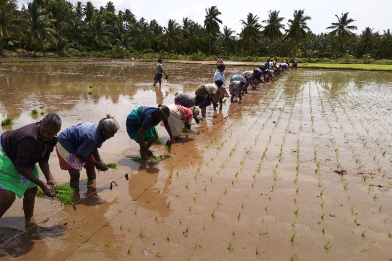 Farmers planting rice seedlings in an irrigated paddy field.