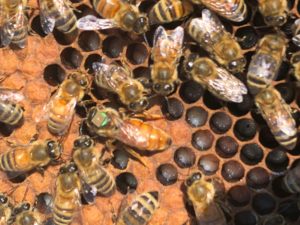 A group of bees. One of which is fixed with a Radio-Frequency Identification Device.