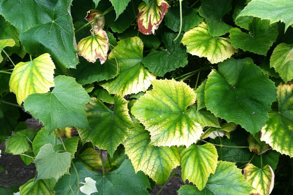 A typical case of chlorosis affecting the leaves of Concord grape vines.