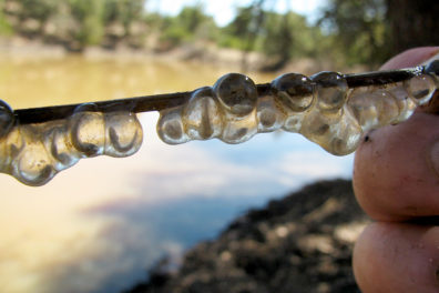 Sonora tiger salamander eggs.