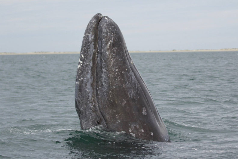 Image of a gray whale.