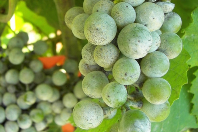 Closeup of a cluster of grapes with powdery mildew.