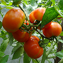 Closeup of tomato plant.