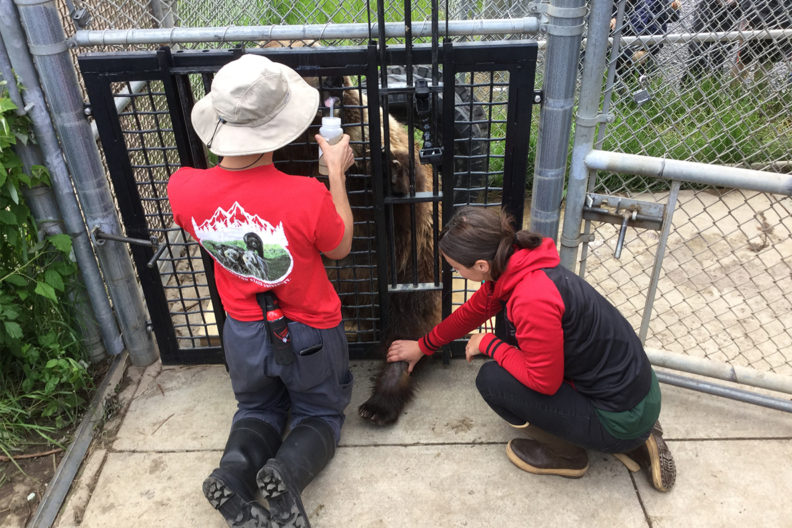 Two researchers use food to train a grizzly bear to give a blood draw.