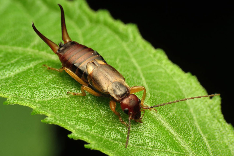Closeup of European earwig.