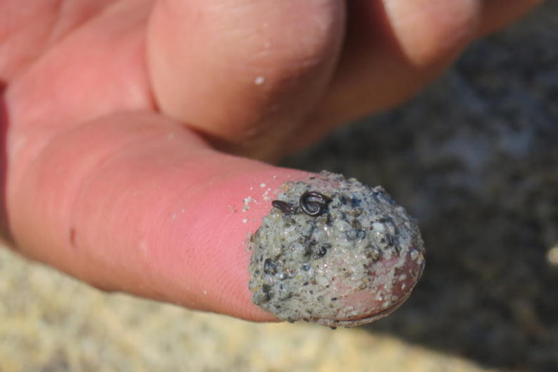 Closeup of an ice worm on someone's fingertip.