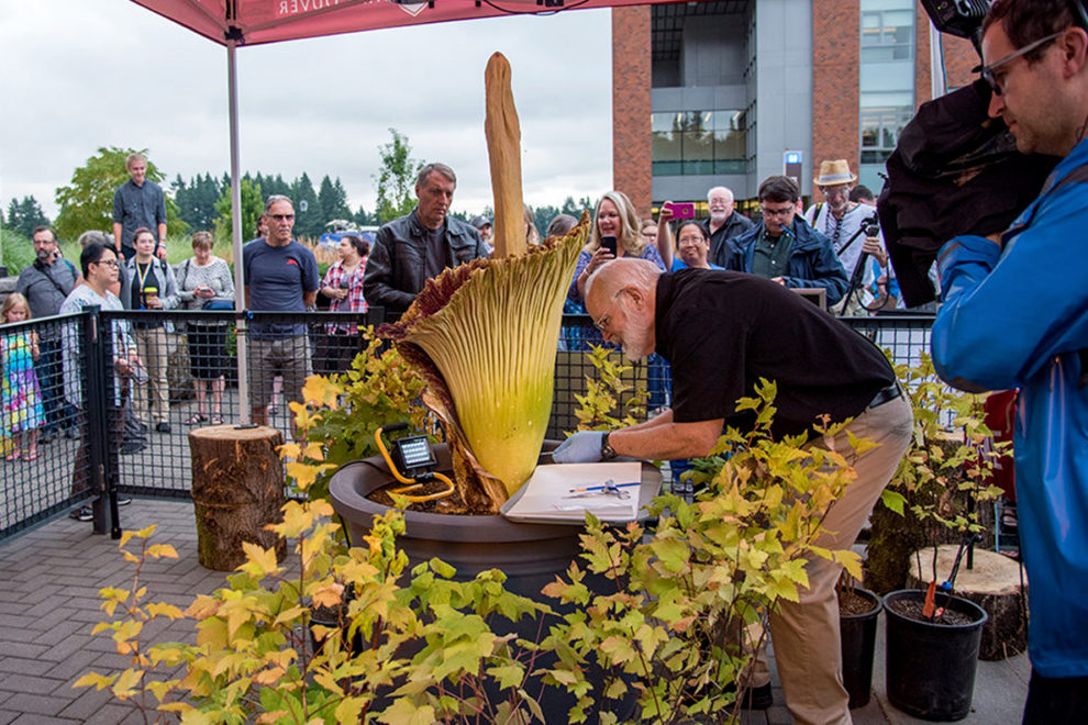Spectators watch as Sylvester cuts open Titan VanCoug's spathe.