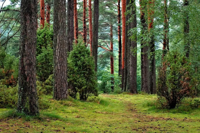 A closeup of several trees in a forest.