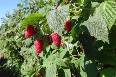 Raspberries on a tree