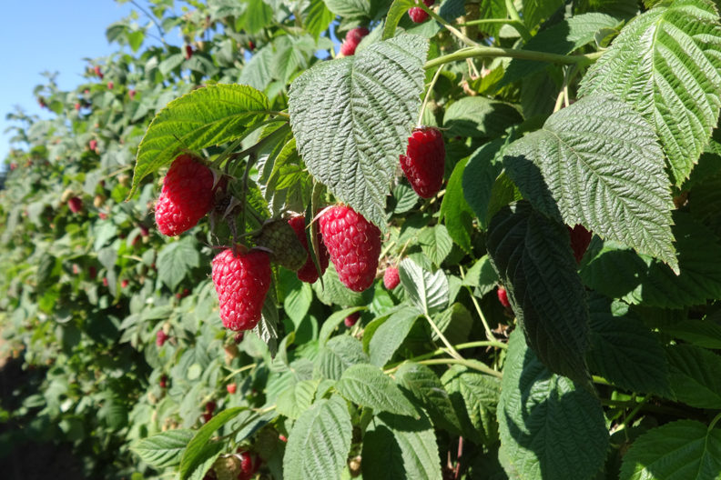 Raspberries on a tree