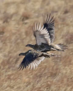 Two sage-grouse flying over a field.