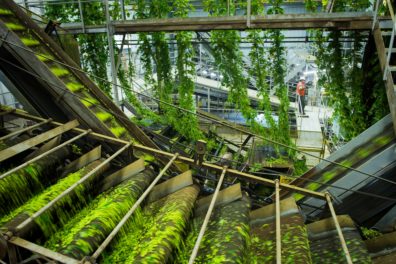 Hops in hop warehouse