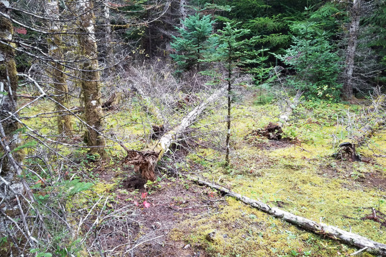 Dead trees in a forest