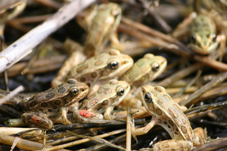 Northern leopard frogs