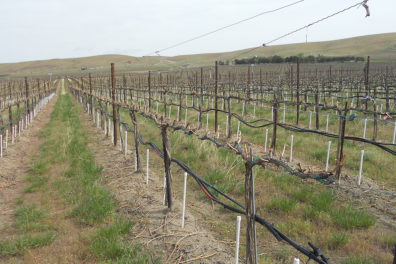 A vineyard irrigation system