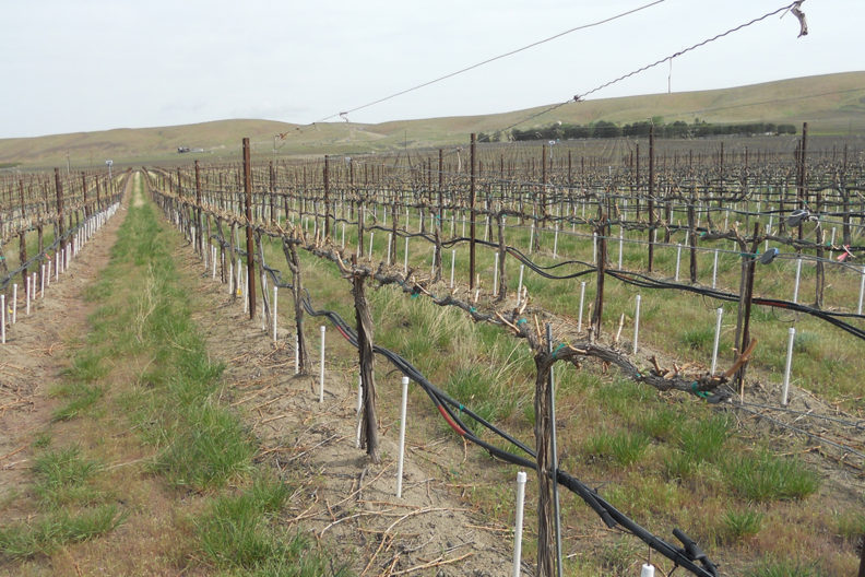 A vineyard irrigation system