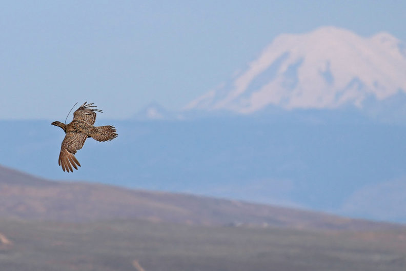 A sage-grouse flying over a field.