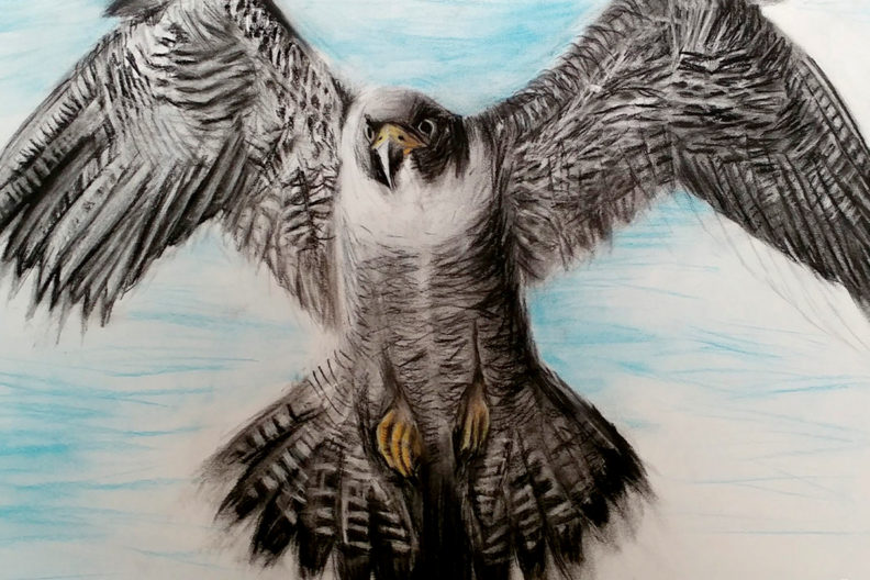 Drawing of a peregrine falcon.