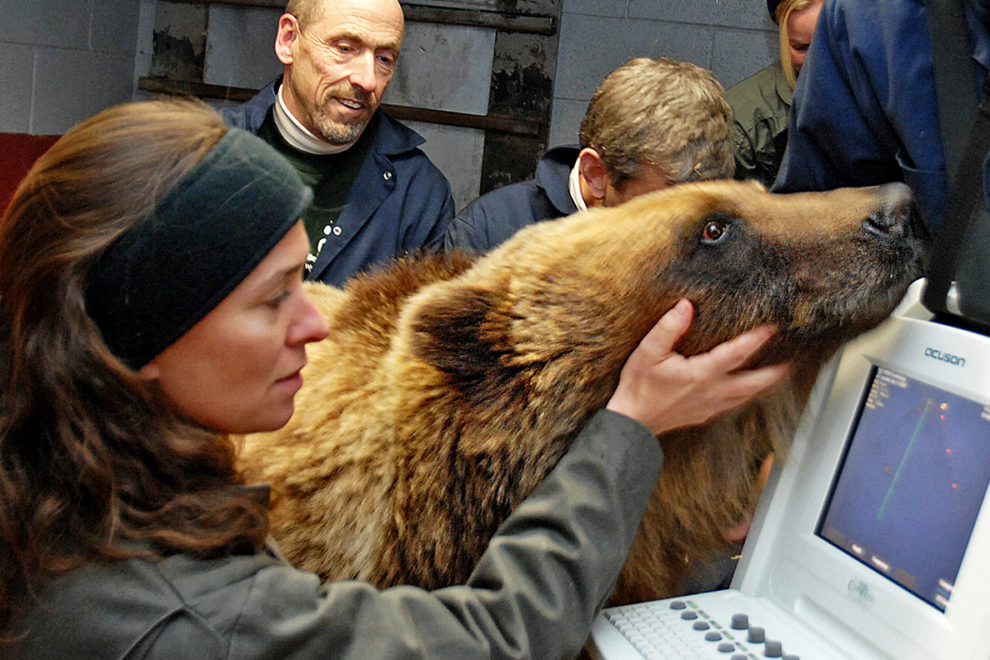 Several people gathered around a bear to perform a cardiac ultrasound.